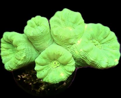 WYSIWYG 31H Ultra Neon Fluorescent Candy Cane