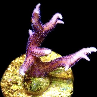 WYSIWYG 13J Pink Seriatopora Hysterix Frag