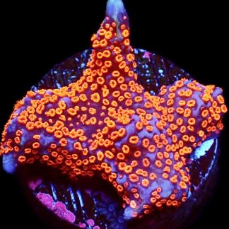 WYSIWYG 7C Bubblegum Montipora