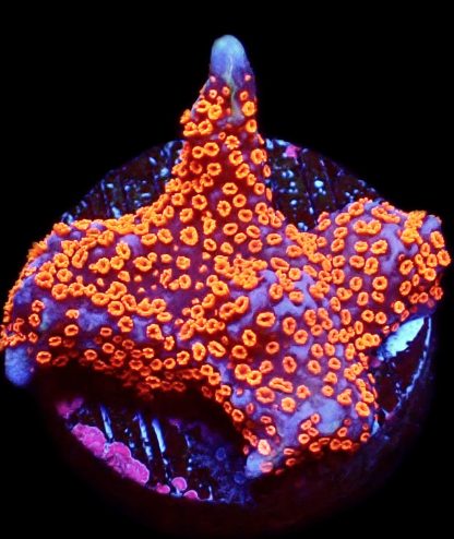 WYSIWYG 7C Bubblegum Montipora