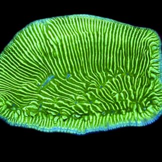 WYSIWYG 35i Wrinkle Leptoseris Frag