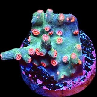 WYSIWYG 8G Pink Branching Cyphastrea Frag