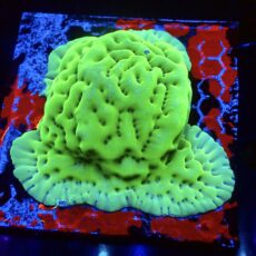 WYSIWYG L2 Toxic Green Montipora Palawanensis (80mm Colony)