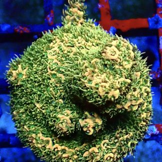 WYSIWYG 21F M.O.C. Sunset Millepora Frag Large