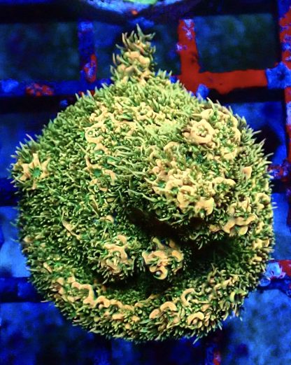 WYSIWYG 21F M.O.C. Sunset Millepora Frag Large