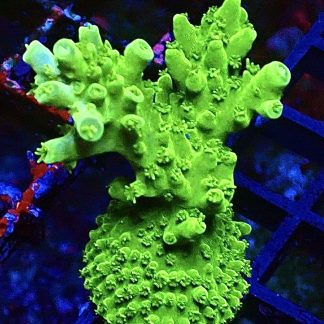 WYSIWYG 20i Green Slimer Acropora Frag Large