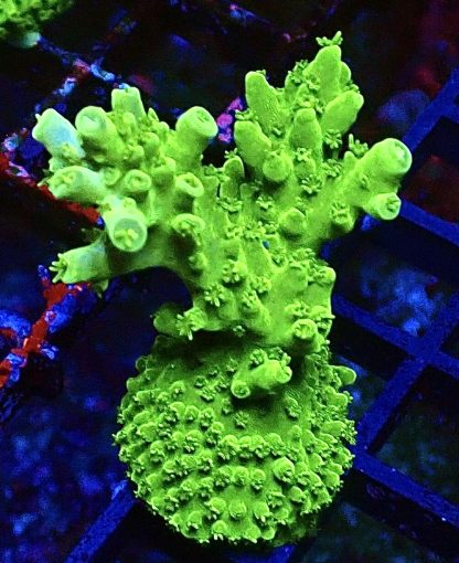 WYSIWYG 20i Green Slimer Acropora Frag Large