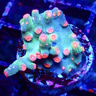 WYSIWYG 8G Pink Branching Cyphastrea Frag
