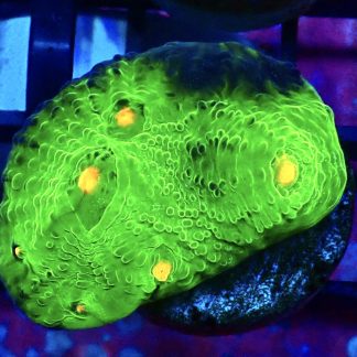 WYSIWYG A1 Mummy Eye Chalice Frag