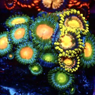 WYSIWYG Zoanthid Frag B28