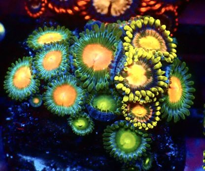 WYSIWYG Zoanthid Frag B28