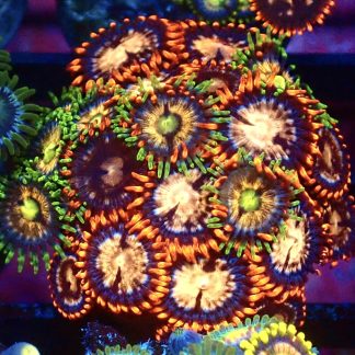 WYSIWYG Zoanthid Frag B16
