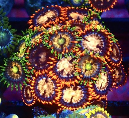 WYSIWYG Zoanthid Frag B16