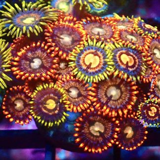WYSIWYG  Zoanthid Frag B18