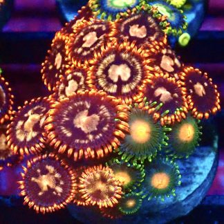 WYSIWYG Zoanthid Frag B20