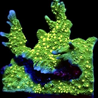 WYSIWYG 7B Montipora Hirsuta Frag Large