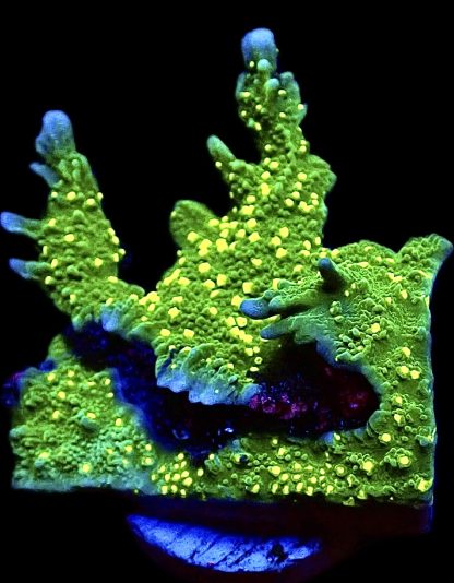 WYSIWYG 7B Montipora Hirsuta Frag Large