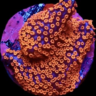 WYSIWYG 14F Bubblegum Montipora