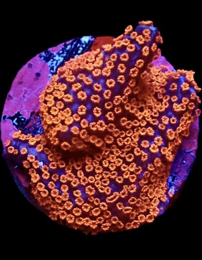 WYSIWYG 14F Bubblegum Montipora