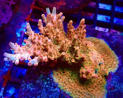 WYSIWYG 10B Holy Grail Bali Selago Acropora - Image 2