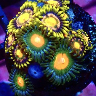 WYSIWYG Zoanthid Frag B45