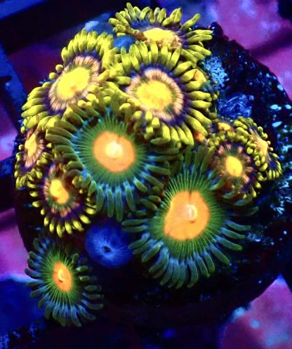 WYSIWYG Zoanthid Frag B45