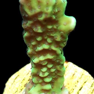 WYSIWYG M33 Appleberry Montipora