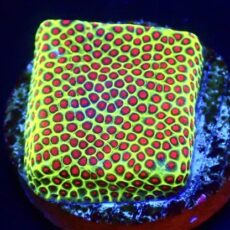 Grinchy Porites Frag