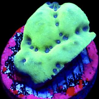WYSIWYG 10K  Montipora Palawanensis Frag