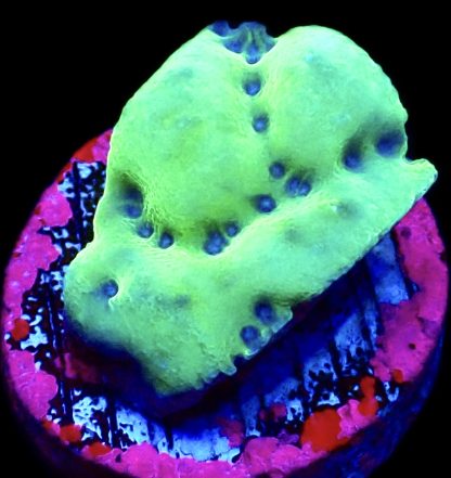 WYSIWYG 10K  Montipora Palawanensis Frag