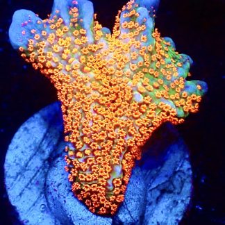 WYSIWYG 20D Bubblegum Montipora Large