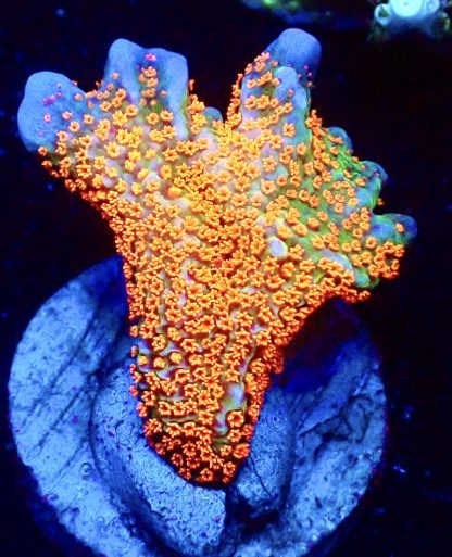 WYSIWYG 20D Bubblegum Montipora Large