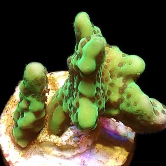 WYSIWYG 11A Appleberry Montipora