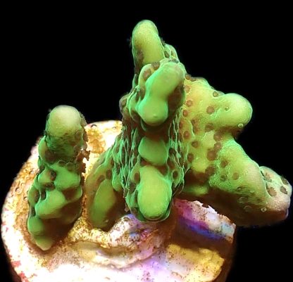 WYSIWYG 11A Appleberry Montipora