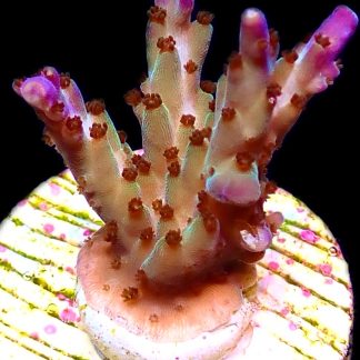 WYSIWYG 20K Tri Berry Acropora Frag