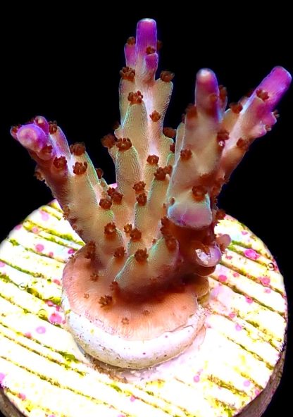 WYSIWYG 20K Tri Berry Acropora Frag