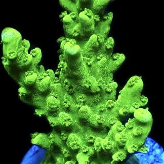WYSIWYG 25B Green Slimer Acropora Frag