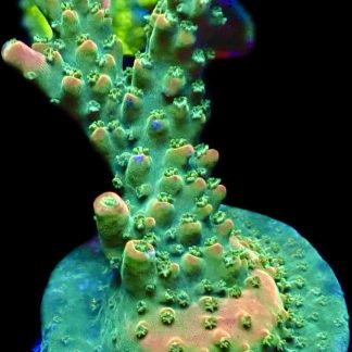 WYSIWYG 23i M.O.C. Bubblebath Unicorn Acropora Frag Extra Large