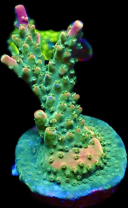 WYSIWYG 23i M.O.C. Bubblebath Unicorn Acropora Frag Extra Large