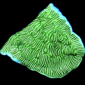 WYSIWYG 33i Wrinkle Leptoseris Frag