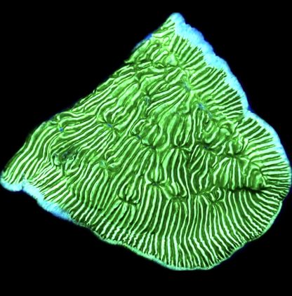 WYSIWYG 33i Wrinkle Leptoseris Frag