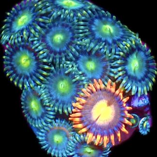 WYSIWYG Zoanthid Frag B20
