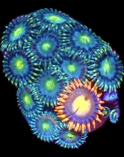 WYSIWYG Zoanthid Frag B20