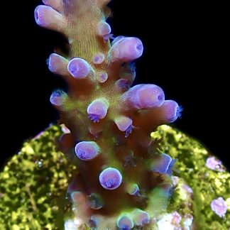 WYSIWYG 20i M.O.C. Miyagi Tort Acropora Frag