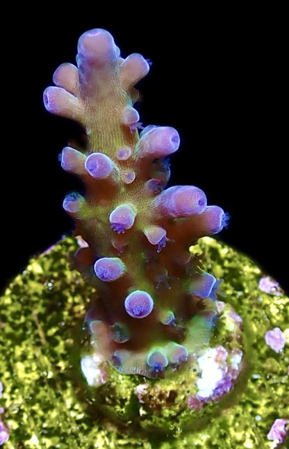 WYSIWYG 20i M.O.C. Miyagi Tort Acropora Frag