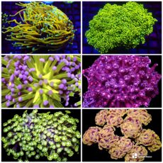 LPS Colonies