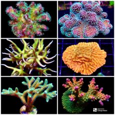 SPS Colonies