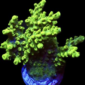 WYSIWYG 25A Green Slimer Acropora Frag XL