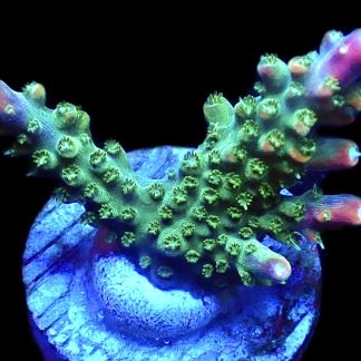 WYSIWYG 21H M.O.C. Bubblebath Unicorn Acropora Frag