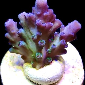 WYSIWYG 10H Violet Venom Acropora Frag